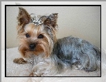 Yorkshire Terrier, Korona